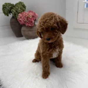 Stilton - FBB Toy Goldendoodle Puppy - Litter --_