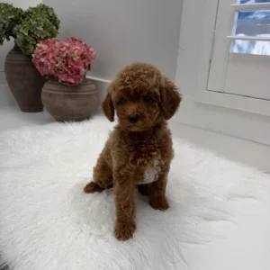 Stilton - FBB Toy Goldendoodle Puppy - Litter --_
