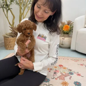 Stilton - FBB Toy Goldendoodle Puppy - Litter --_