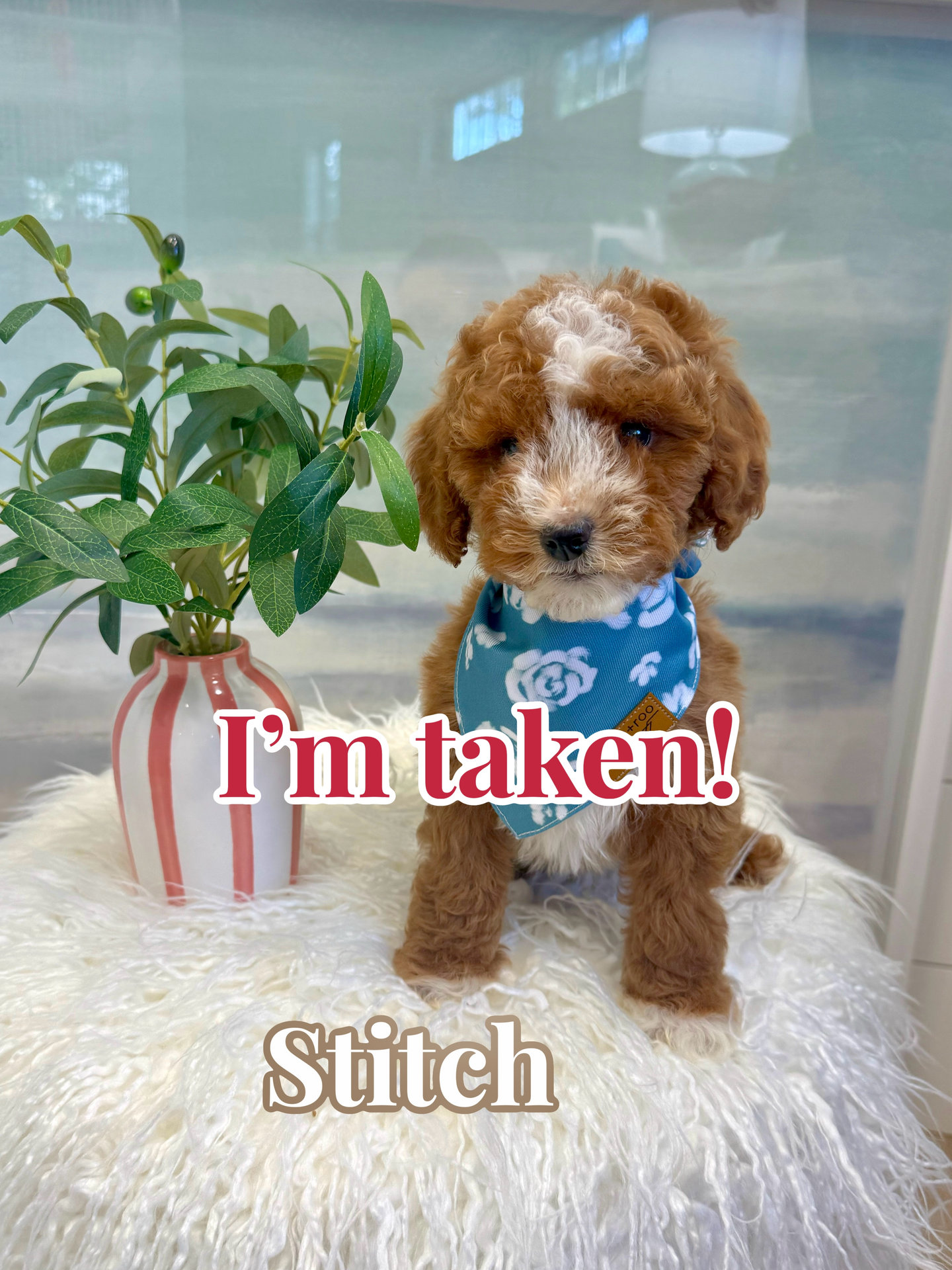 Stitch - FBB Cavapoo Puppy - BPPP Litter -- - Forever Home in Cranston- RI