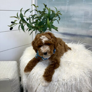 Stitch - FBB Cavapoo Puppy - BPPP Litter --_