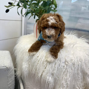 Stitch - FBB Cavapoo Puppy - BPPP Litter --_