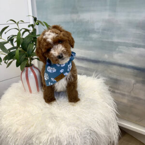 Stitch - FBB Cavapoo Puppy - BPPP Litter --_