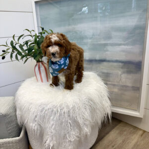 Stitch - FBB Cavapoo Puppy - BPPP Litter --_