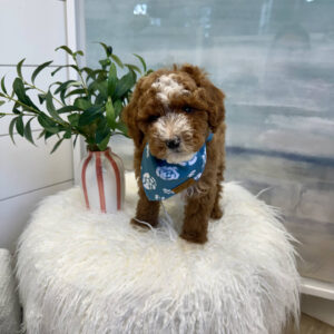 Stitch - FBB Cavapoo Puppy - BPPP Litter --_
