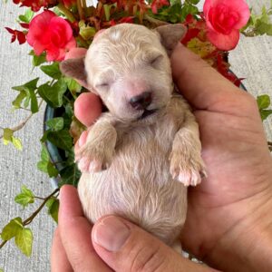 Stone - Male Toy Micro Goldendoodle