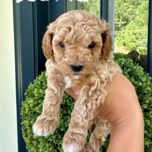 Stone - Male Toy Micro Goldendoodle_