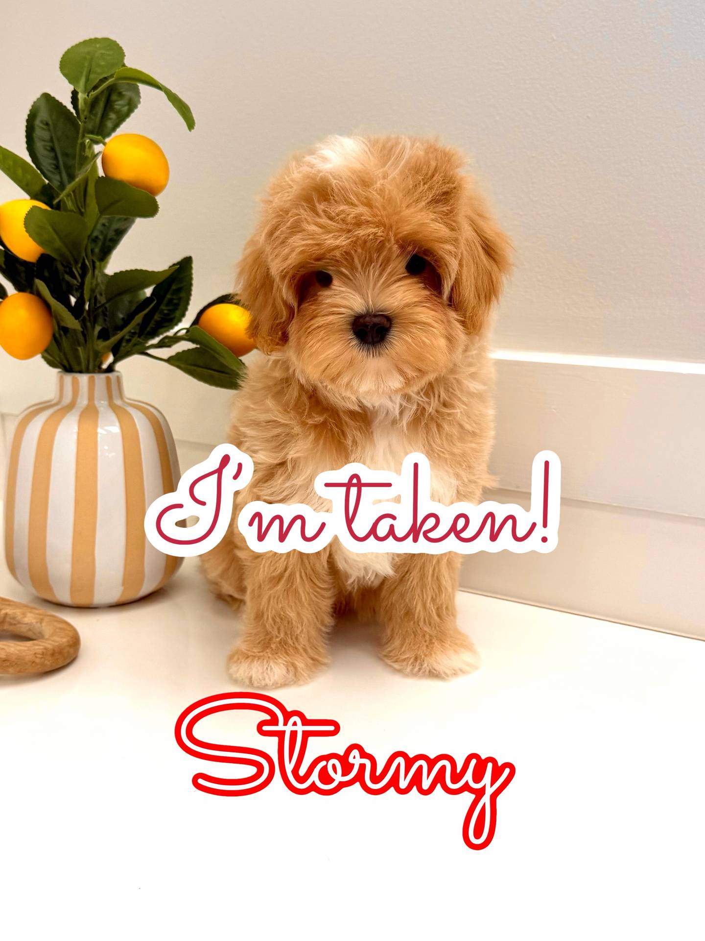 Stormy - FB Maltipoo Puppy - BPPP Litter -- - Forever Home in Andover- MA