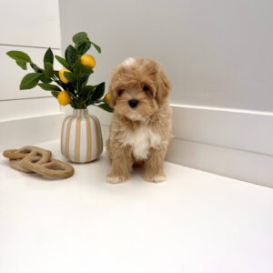 Stormy - FB Maltipoo Puppy - BPPP Litter --_