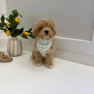 Stormy - FB Maltipoo Puppy - BPPP Litter --_