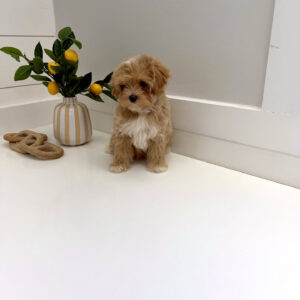 Stormy - FB Maltipoo Puppy - BPPP Litter --_
