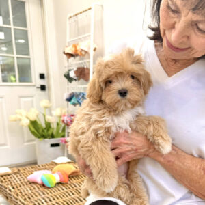 Stormy - FB Maltipoo Puppy - BPPP Litter --_