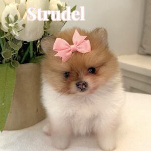 Strudel - AKC Pomeranian Puppy - --