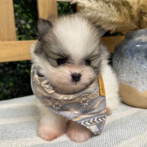 Styles Wolf Sable White Parti Pomeranian Petite Posh Puppies SOLD