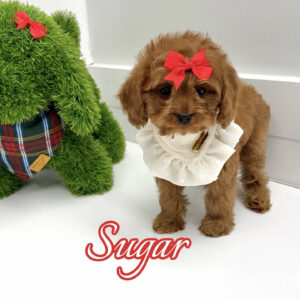 Sugar - F Cavapoo Puppy - BPPP Litter --_