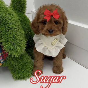 Sugar - F Cavapoo Puppy - BPPP Litter --_