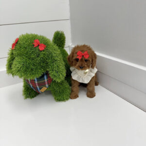 Sugar - F Cavapoo Puppy - BPPP Litter --_