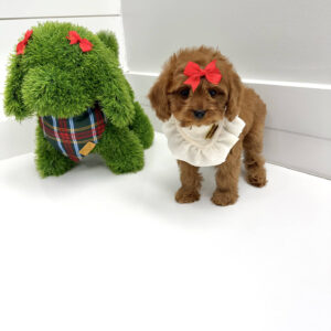 Sugar - F Cavapoo Puppy - BPPP Litter --_