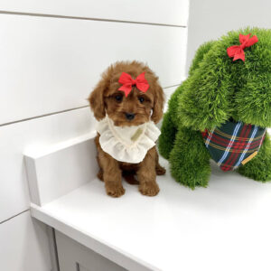 Sugar - F Cavapoo Puppy - BPPP Litter --_