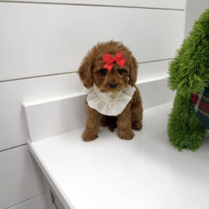 Sugar - F Cavapoo Puppy - BPPP Litter --_