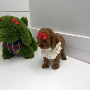 Sugar - F Cavapoo Puppy - BPPP Litter --_