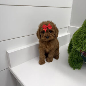 Sugar - F Cavapoo Puppy - BPPP Litter --_