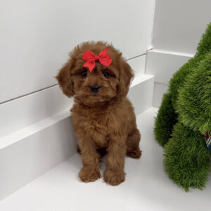 Sugar - F Cavapoo Puppy - BPPP Litter --_