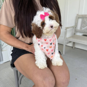 Sunny - FB Cavapoo Puppy - BPPP Litter --__