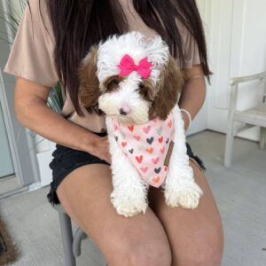 Sunny - FB Cavapoo Puppy - BPPP Litter --__