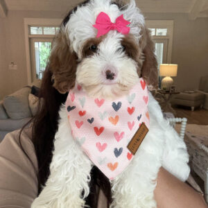 Sunny - FB Cavapoo Puppy - BPPP Litter --__