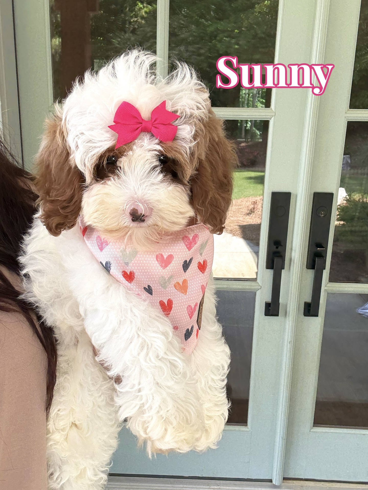 Sunny - FB Cavapoo Puppy - BPPP Litter --__