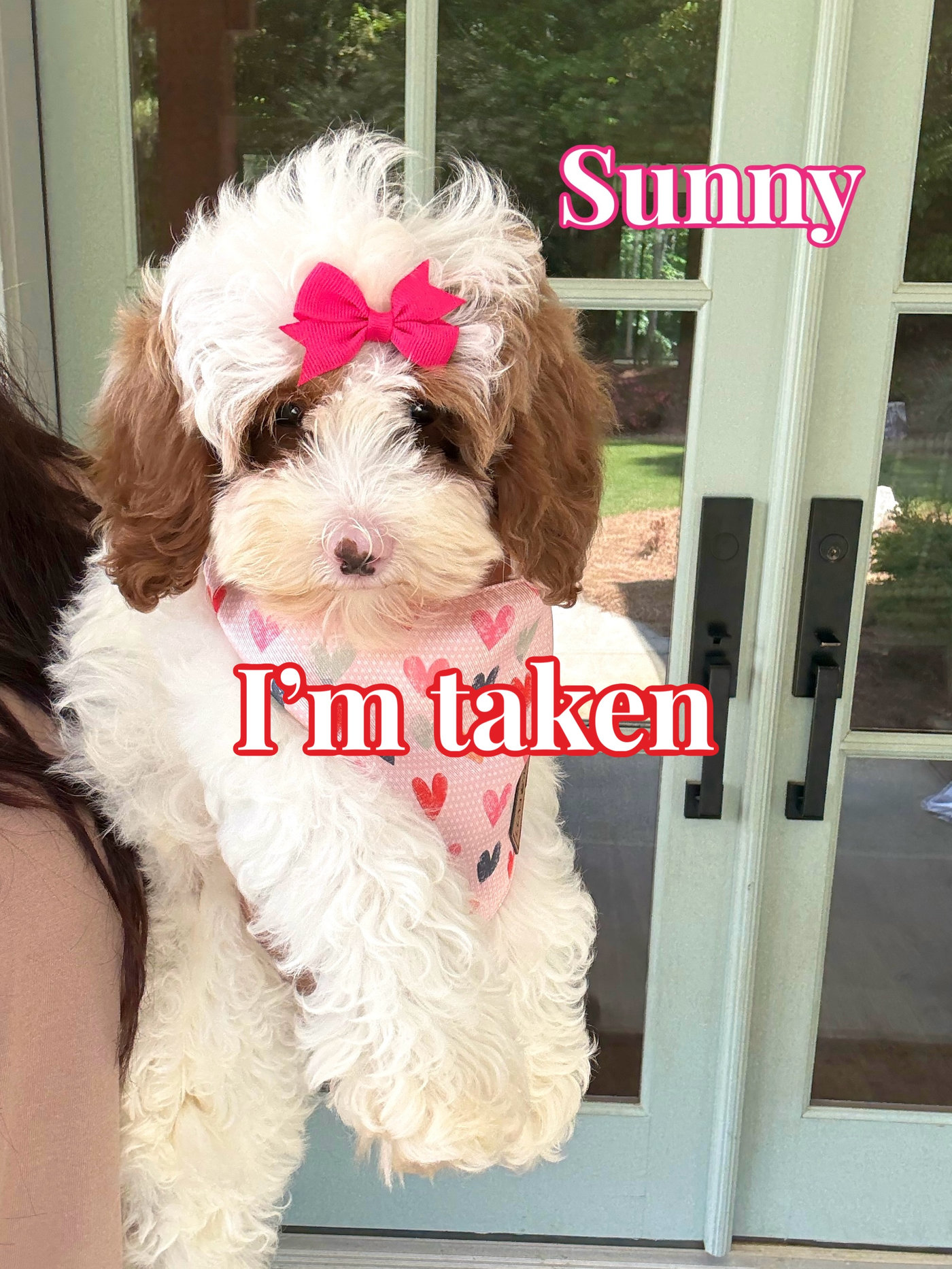 Sunny - FB Cavapoo Puppy - BPPP Litter --_Forever Home in Shelby Charter Township- MI
