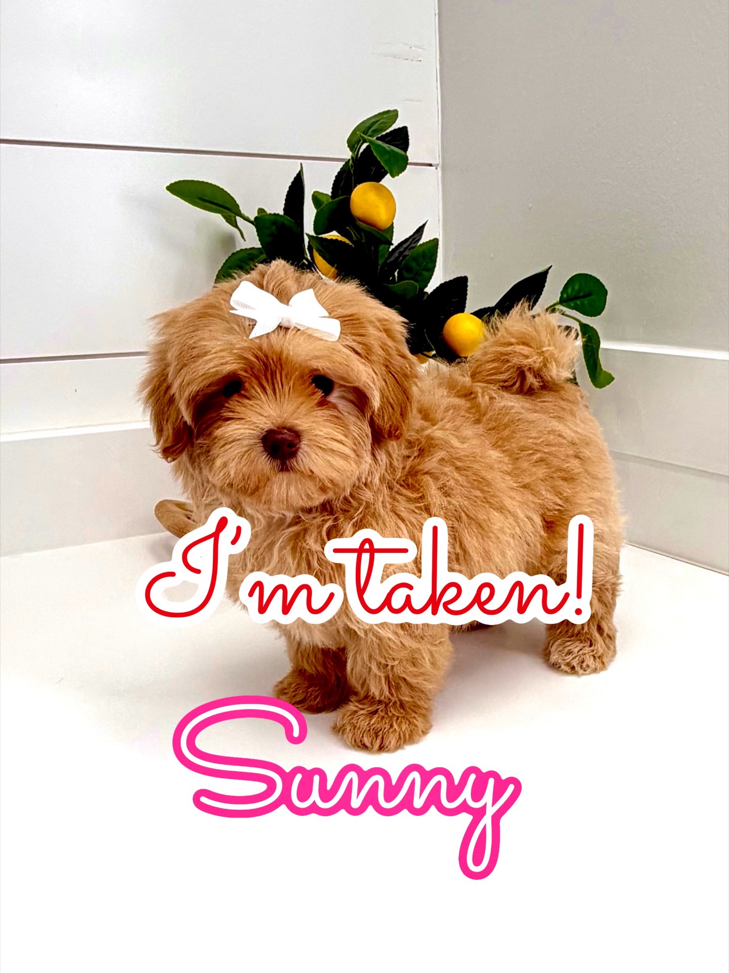 Sunny - FB Maltipoo Puppy - BPPP Litter --