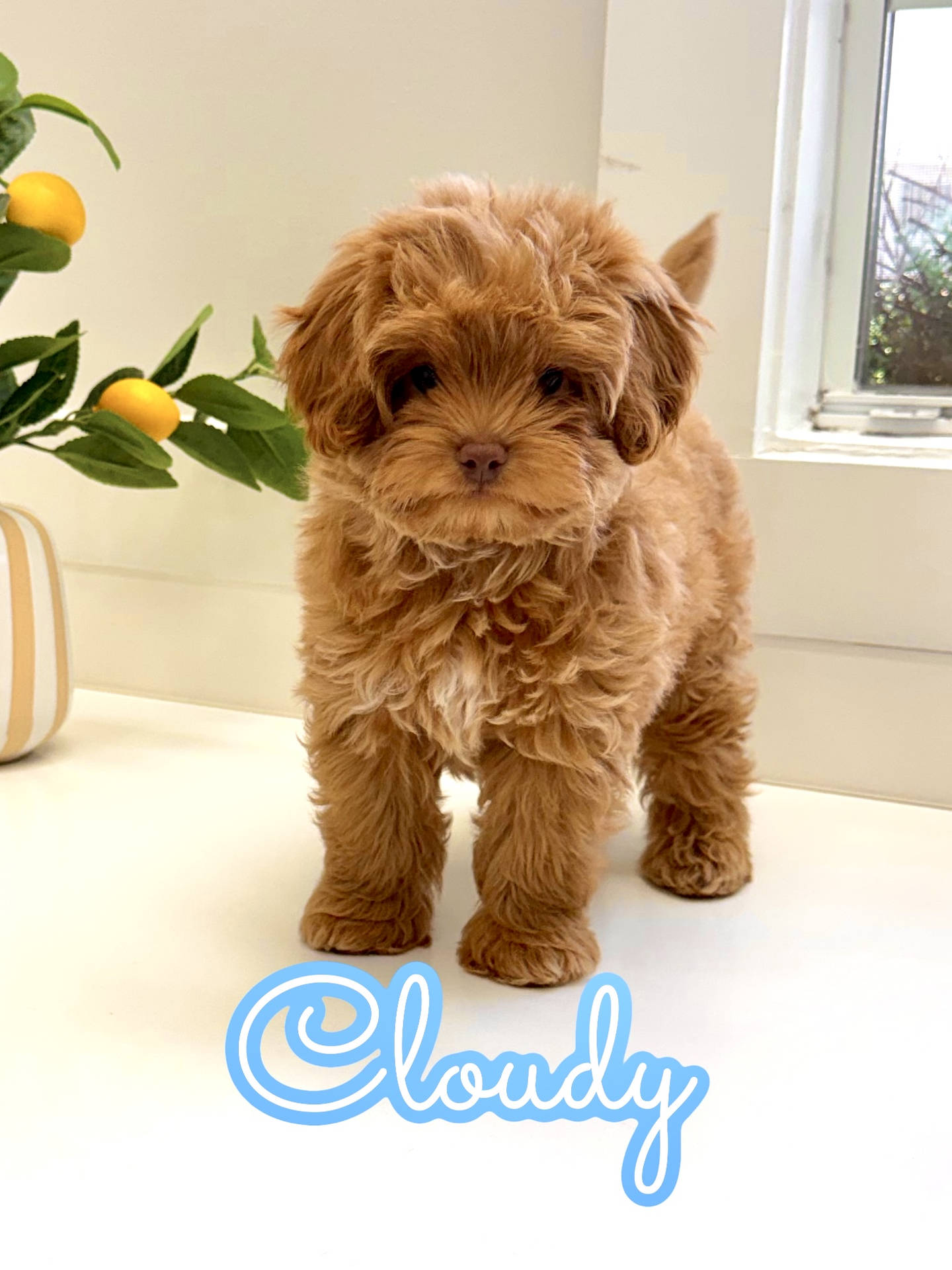Sunny - FB Maltipoo Puppy - BPPP Litter --_
