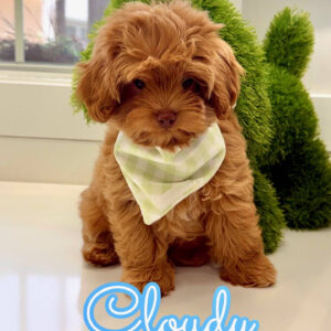 Sunny - FB Maltipoo Puppy - BPPP Litter --_