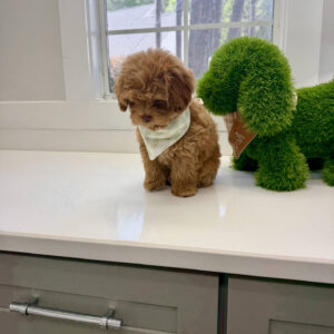 Sunny - FB Maltipoo Puppy - BPPP Litter --_
