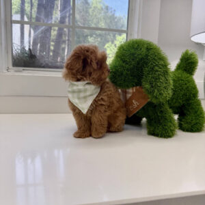 Sunny - FB Maltipoo Puppy - BPPP Litter --_