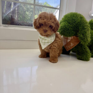 Sunny - FB Maltipoo Puppy - BPPP Litter --_