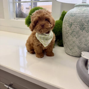 Sunny - FB Maltipoo Puppy - BPPP Litter --_