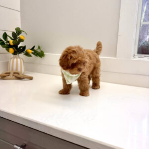 Sunny - FB Maltipoo Puppy - BPPP Litter --_
