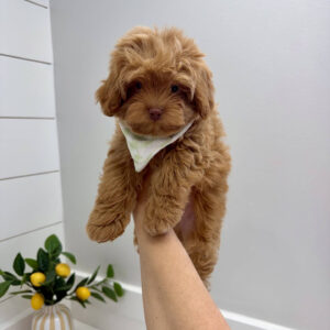 Sunny - FB Maltipoo Puppy - BPPP Litter --_