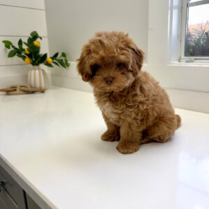 Sunny - FB Maltipoo Puppy - BPPP Litter --_