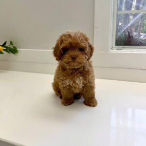 Sunny - FB Maltipoo Puppy - BPPP Litter --_