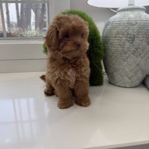 Sunny - FB Maltipoo Puppy - BPPP Litter --_