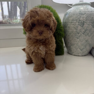 Sunny - FB Maltipoo Puppy - BPPP Litter --_