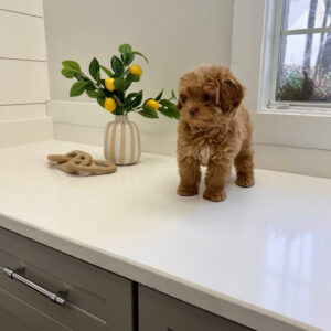 Sunny - FB Maltipoo Puppy - BPPP Litter --_