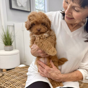Sunny - FB Maltipoo Puppy - BPPP Litter --_