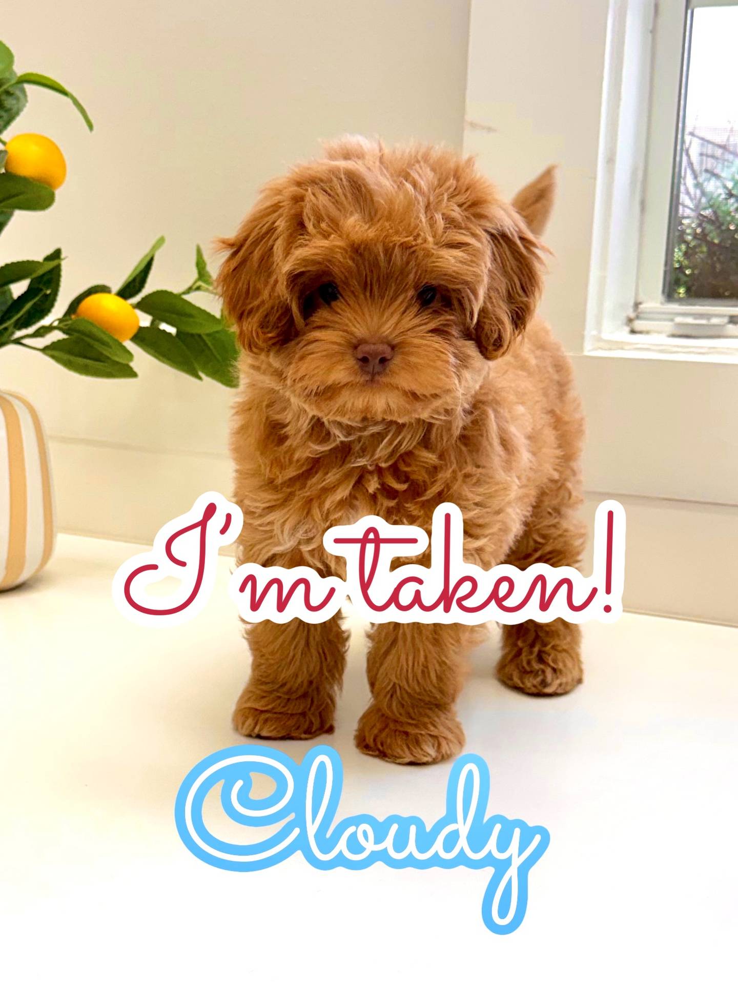 Sunny - FB Maltipoo Puppy - BPPP Litter --_New York- NY