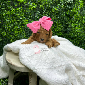 Sweet-Pea-Red-Apricot-FB-Toy-Goldendoodle-Puppy-Breeder-Petite-Posh-Puppies