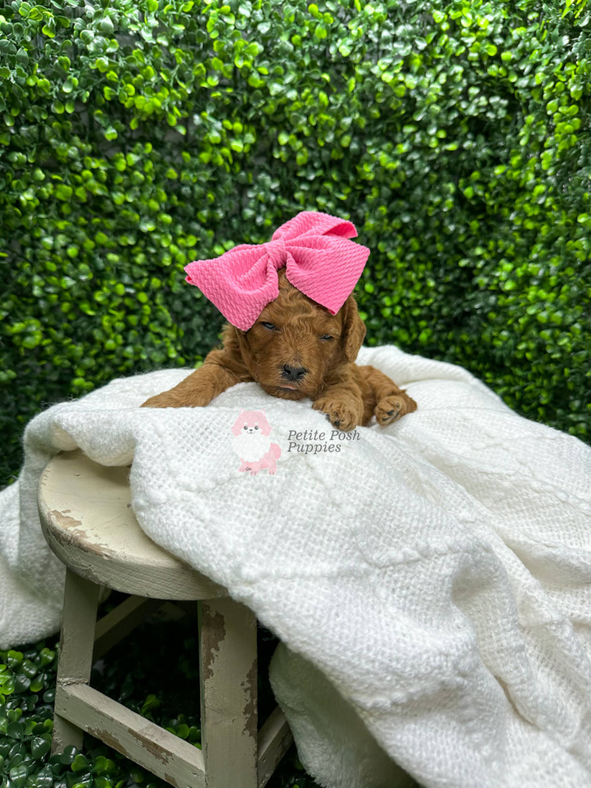 Sweet-Pea-Red-Apricot-FB-Toy-Goldendoodle-Puppy-Breeder-Petite-Posh-Puppies